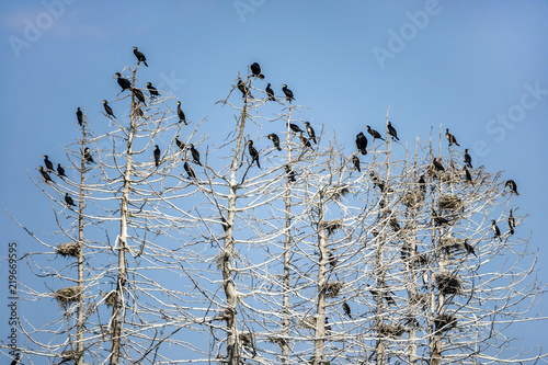 The great black cormorant (...