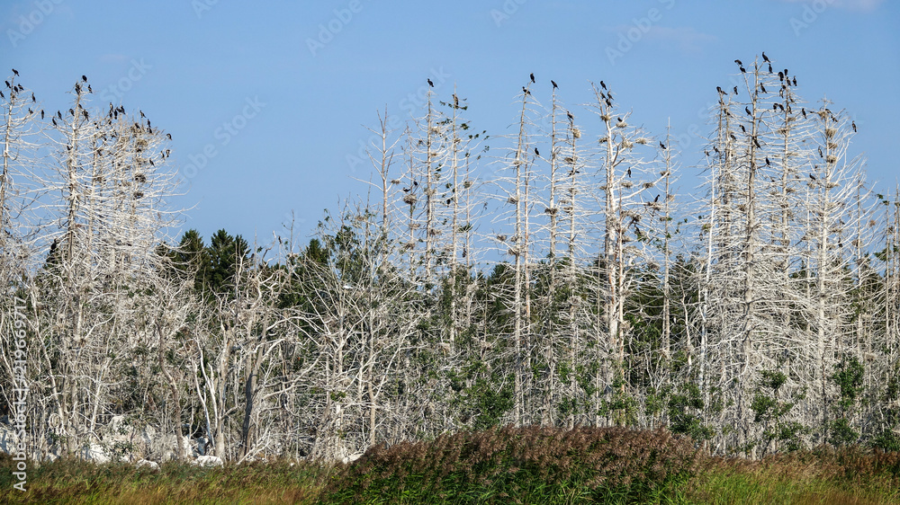 Obraz premium The great black cormorant (Phalacrocorax carbo). Cormorant birds has destroyed and killed all vegetation on an island in archipelago landscape. Sweden