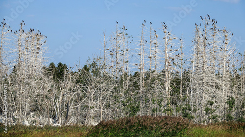 The great black cormorant (...