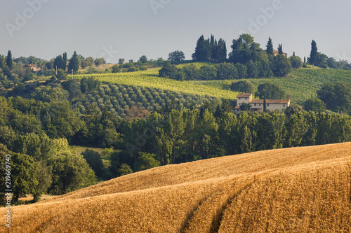 Wallpaper Mural Fields of wheat and rye on the sunny slopes of Tuscany. Italy. Torontodigital.ca