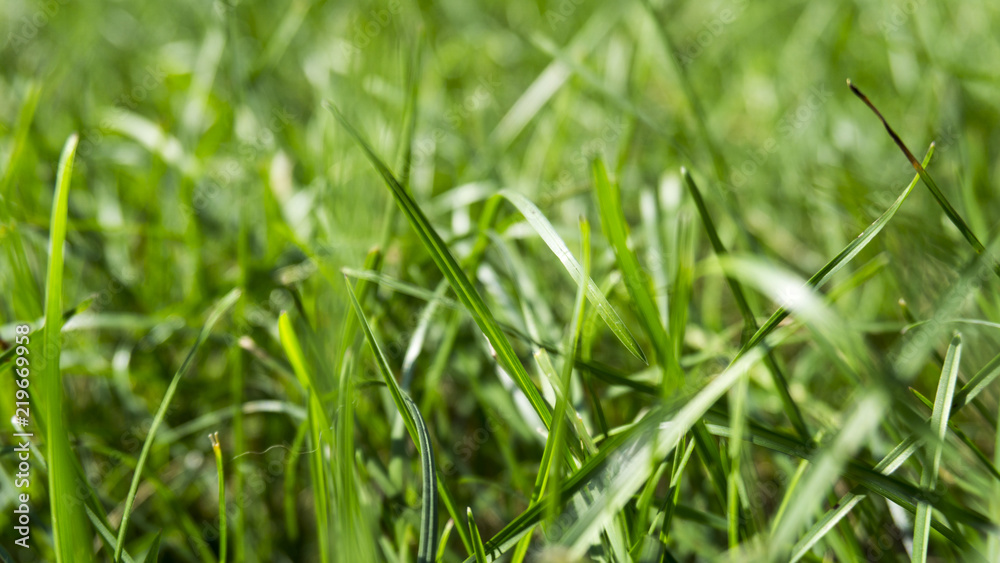 Green grass, sunlight, macro, blur background bokeh, cover Green grass, sunlight, macro, blur background bokeh, cover