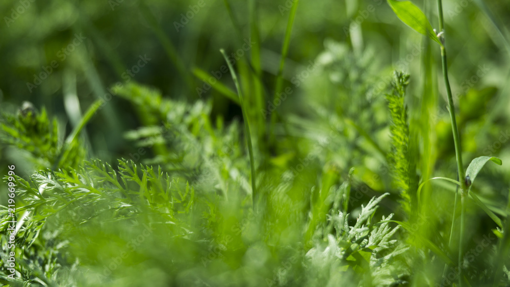 Green grass, sunlight, macro, blur background bokeh, cover