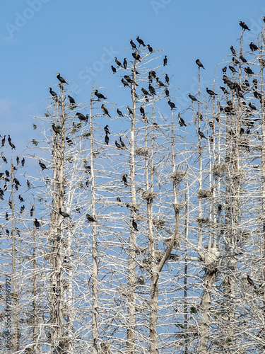 The great black cormorant (...