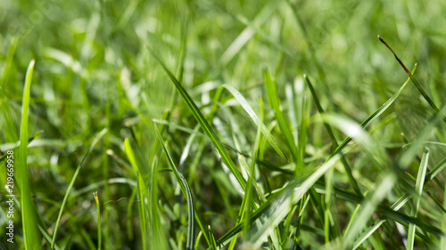 Green grass, sunlight, macro, blur background bokeh, cover