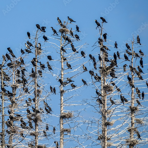 The great black cormorant (...