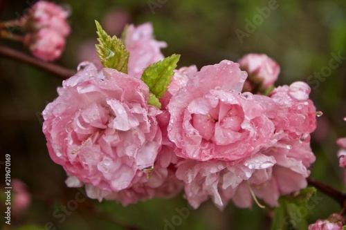Pink blossoms on branch with water droplets after rain
