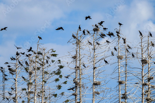 The great black cormorant (...