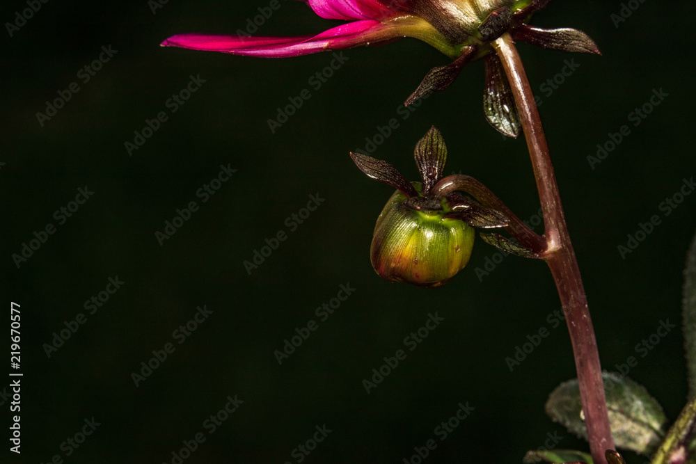 Fototapeta premium Dahlia budding