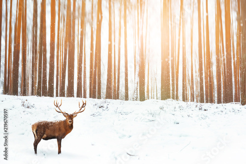 Noble deer in the background of a winter fairy forest. Snowfall. Winter Christmas holiday image. © delbars