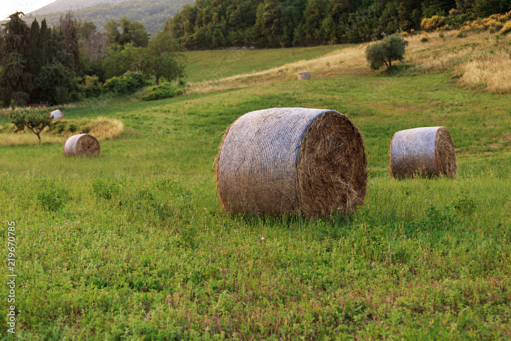 Round straw bales in Tuscany on sunset. June harvest. Italy.