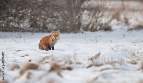 Red Fox  © Harry Collins