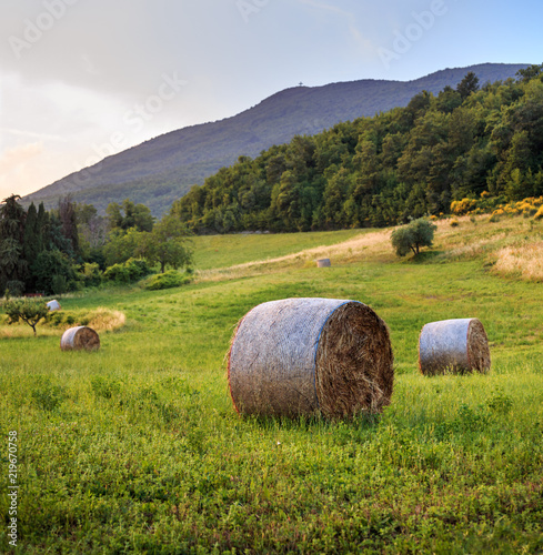 Round straw bales in Tuscany on sunset. June harvest. Italy.