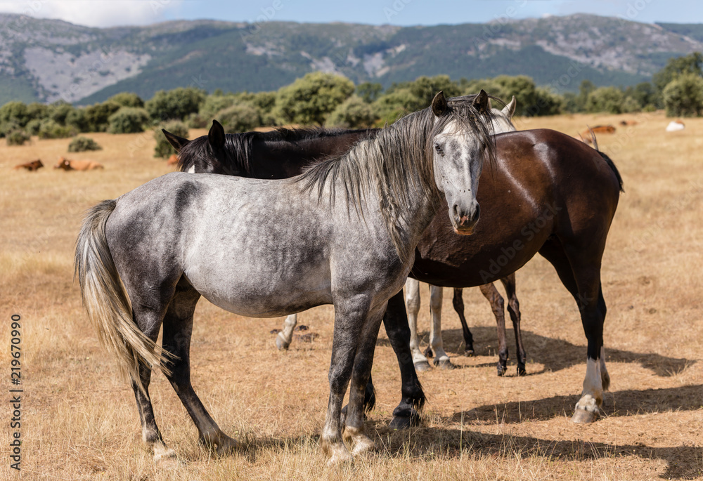 Horse by the fields of Salamanca, Spain, under the summer sun.