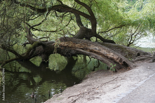 Atmosph  rischer alter Baum h  ngt im Wasser