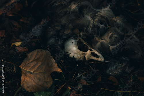 Dead bird skull lying in the grass with fallen leaves and feathers