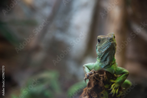 Portrait close up rough scaled plated lizard.