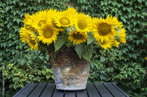 Still life image of sunflowers in a rusty bucket.