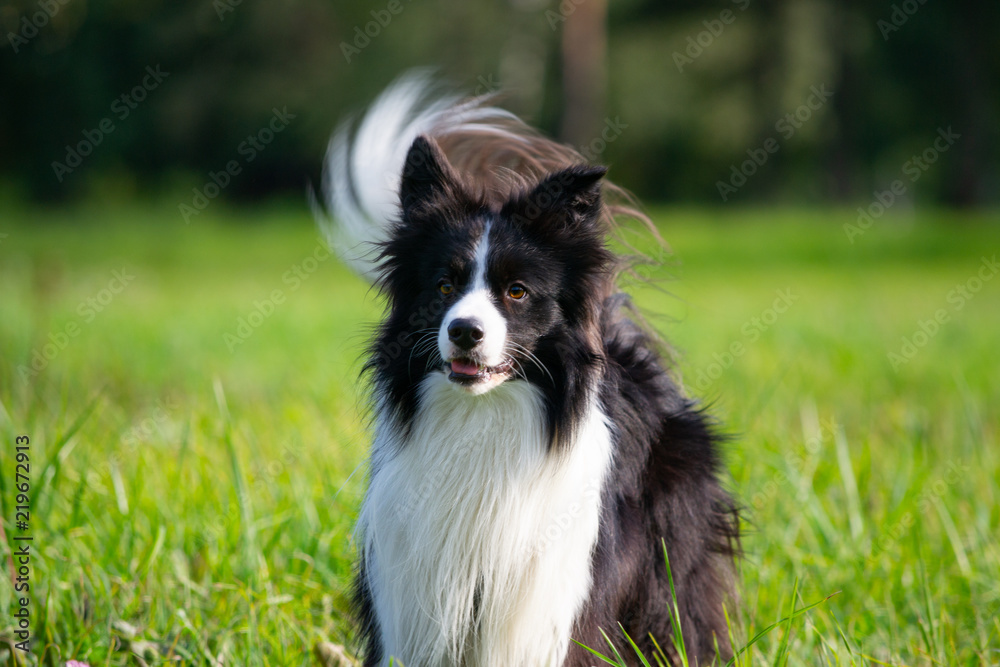 Young energetic dog on a walk. Border Collie. Sunstroke, health of pets in the summer. How to protect your dog from overheating.Training of dogs. Whiskers, portrait, closeup. Enjoying, playing Young energetic dog on a walk. Border Collie. Sunstroke, health of pets in the summer. How to protect your dog from overheating.Training of dogs. Whiskers, portrait, closeup. Enjoying, playing
