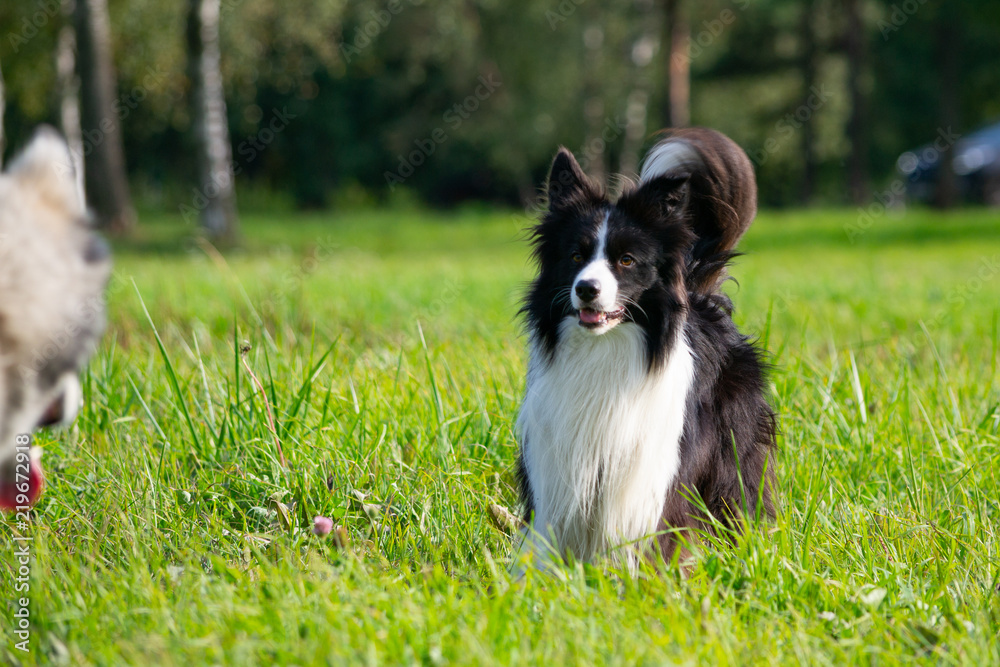 Dogs play with each other. Border Collie. Merry fuss. Aggressive dog. Training of dogs. Education, cynology, intensive training of young dogs. Young energetic dog on a walk. Enjoying, playing