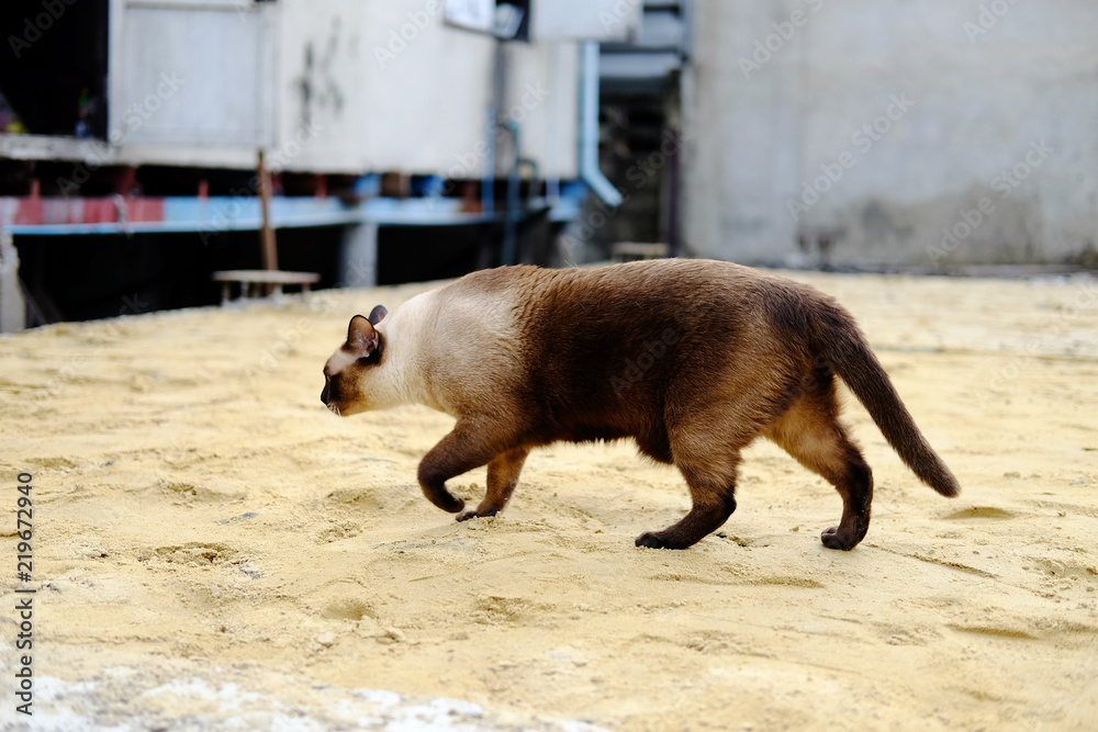 Siamese cat walking on the sand floor