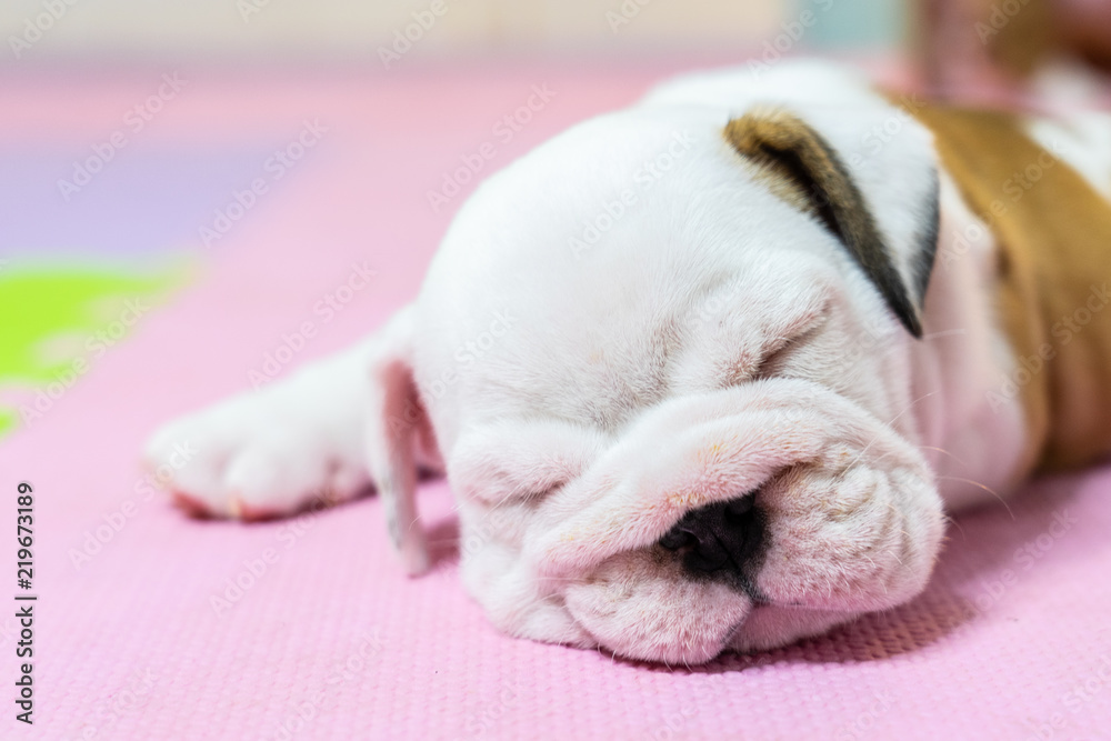 English bulldog lying on color background. Close-up photo.white puppy sleeping . English bulldog lying on color background. Close-up photo.white puppy sleeping .