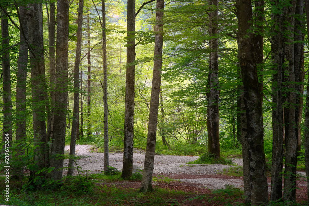 Pathway through a beautiful deep green forest in summer Pathway through a beautiful deep green forest in summer
