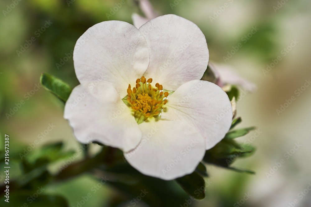 White flower 