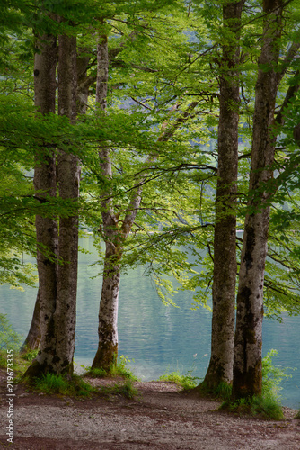 A view of the lake from the deep green forest, beautiful water color and reflection, Bohinj lake in Slovenia, vertical wallpaper