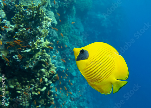 MAsked Butterflyfish