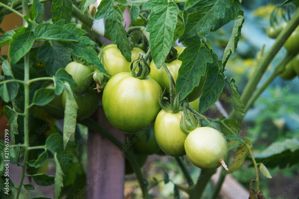 not mature tomatoes on a bush
