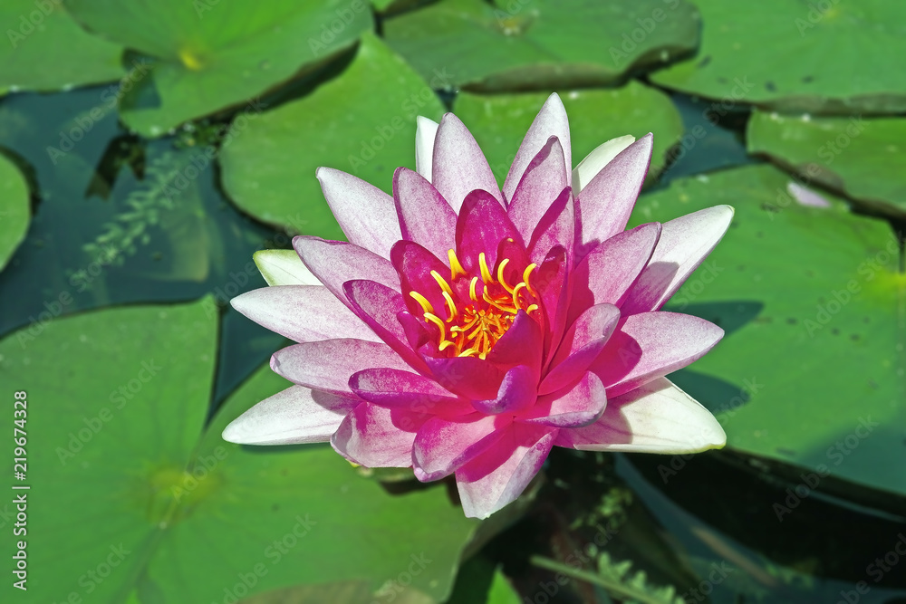 beautiful white and pink lotuses swim in the lake beautiful white and pink lotuses swim in the lake