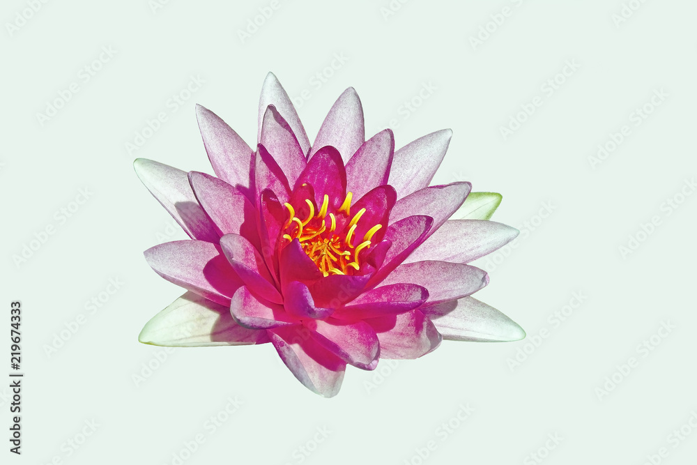 beautiful white and pink Lotus on white background, isolated