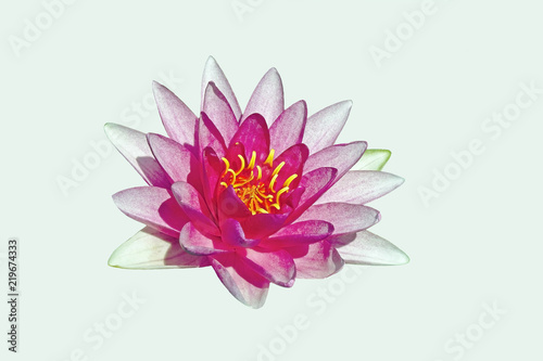 beautiful white and pink Lotus on white background  isolated