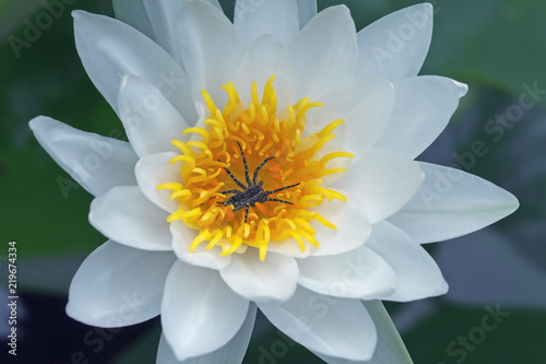 spider sits in the center of a white Lotus Bud