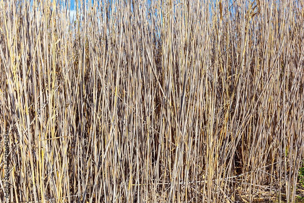 Fototapeta premium brown bamboo reeds