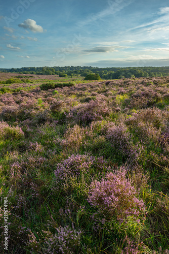 Stunning Summer sunset landscape image of Bratley View in New Forest National Park England