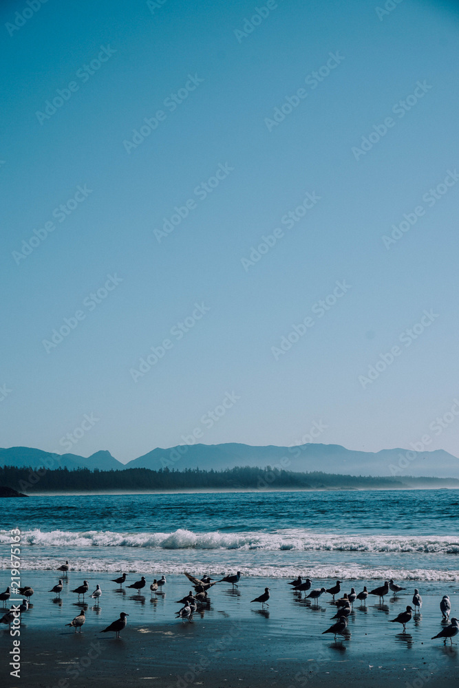 Naklejka premium beach, pacific coast, vancouver island