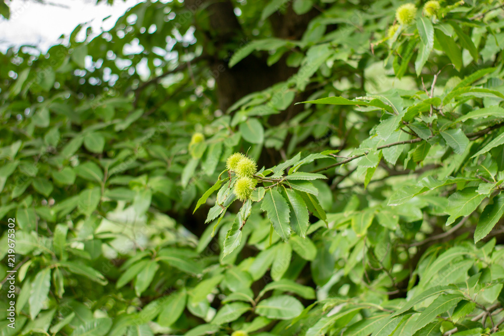 Green walnut tree with green maturation nuts. Green walnut tree with green maturation nuts.