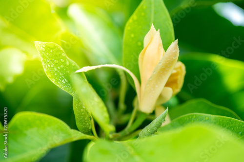 white champaka with water drops, tropical flower photo