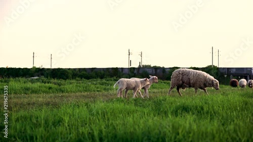 Tracking a sheep and it's lambs from left to right at Amager Fælled Copenhagen Denmark shot in 4k.mp4 photo