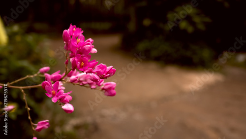 chain of love; confederate vine corallita; coral vine; Mexican creeper photo