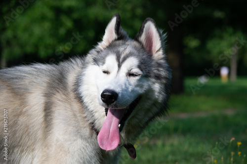 Young energetic dog on a walk.  Siberian husky. Sunstroke  health of pets in the summer.  How to protect your dog from overheating.Training of dogs.  Whiskers  portrait  closeup. Enjoying  playing 