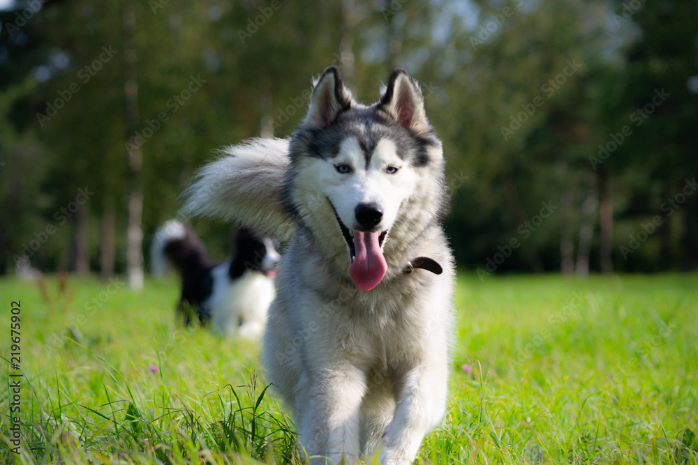 Dogs play with each other. Siberian husky. Merry fuss. Aggressive dog. Training of dogs. Education, cynology, intensive training of young dogs. Young energetic dog on a walk. Enjoying, playing