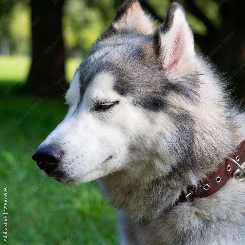 Young energetic dog on a walk.  Siberian husky. Sunstroke, health of pets in the summer.  How to protect your dog from overheating.Training of dogs.  Whiskers, portrait, closeup. Enjoying, playing 