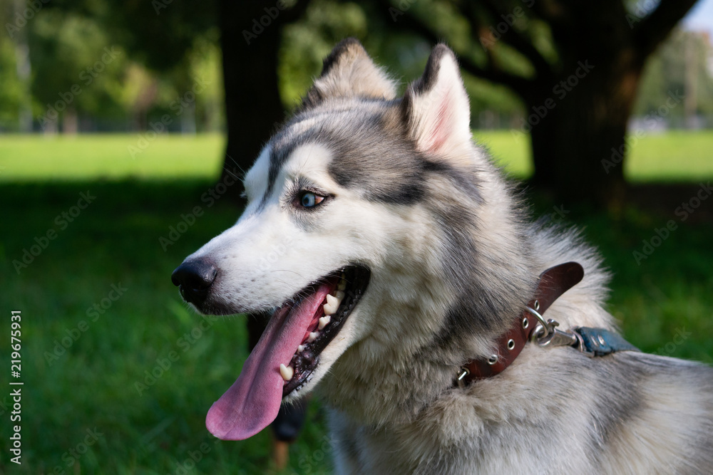Young energetic dog on a walk. Siberian husky. Sunstroke, health of pets in the summer. How to protect your dog from overheating.Training of dogs. Whiskers, portrait, closeup. Enjoying, playing Young energetic dog on a walk. Siberian husky. Sunstroke, health of pets in the summer. How to protect your dog from overheating.Training of dogs. Whiskers, portrait, closeup. Enjoying, playing