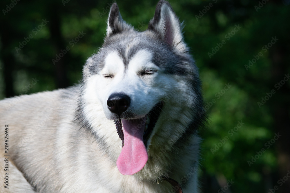 Young energetic dog on a walk.  Siberian husky. Sunstroke, health of pets in the summer.  How to protect your dog from overheating.Training of dogs.  Whiskers, portrait, closeup. Enjoying, playing . 