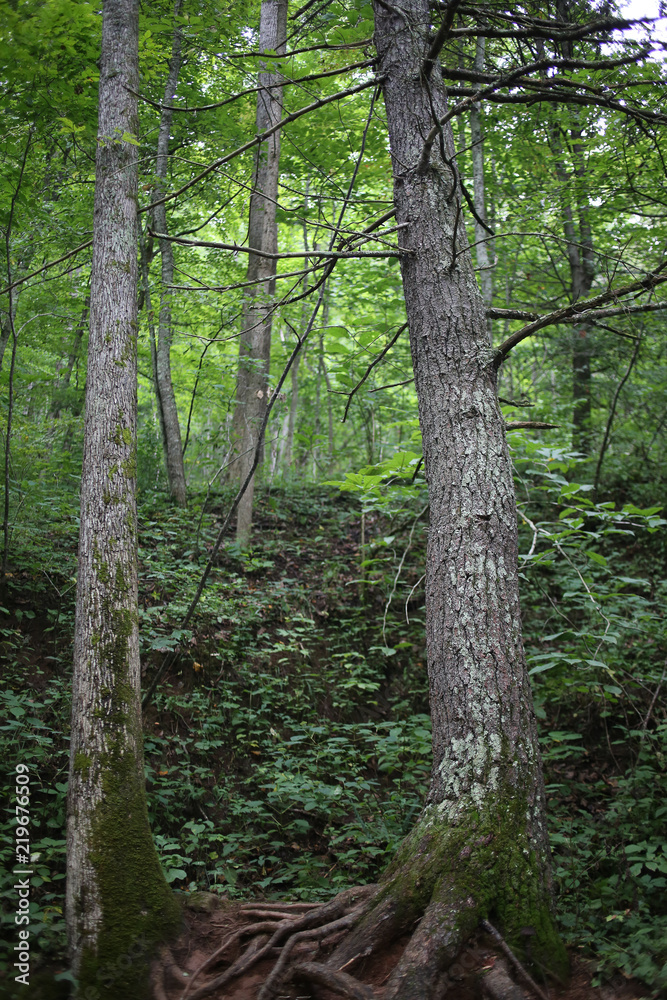 Moss Covered Trees in Jefferson National Forest Moss Covered Trees in Jefferson National Forest