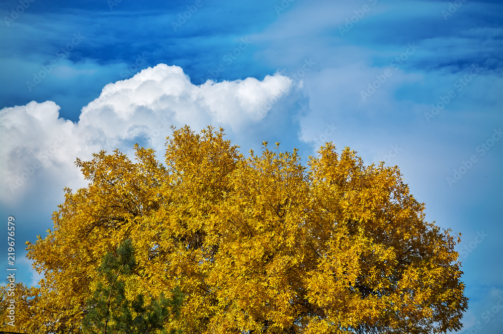 Fototapeta premium orange leaves against cloudy sky