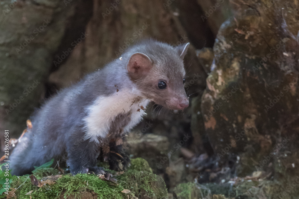 Stone marten, Martes foina, with clear green background. Detail portrait of forest animal. Small predator sitting on the beautiful green mossy tree trunk in the forest. Stone marten, Martes foina, with clear green background. Detail portrait of forest animal. Small predator sitting on the beautiful green mossy tree trunk in the forest.