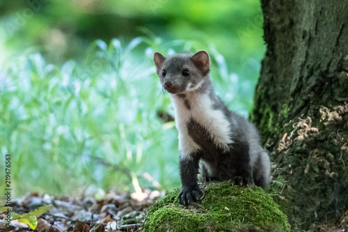 Stone marten, Martes foina, with clear green background. Detail portrait of forest animal. Small predator sitting on the beautiful green mossy tree trunk in the forest.